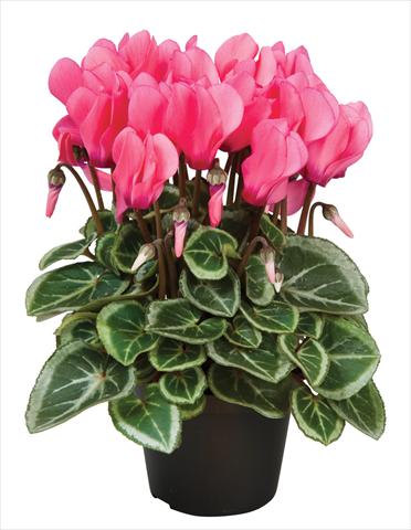 photo of flower to be used as: Basket / Pot Cyclamen persicum Super Serie® Da Vinci® F1 Dark Salmon Pink