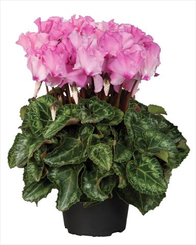 photo of flower to be used as: Basket / Pot Cyclamen persicum Super Serie® Jive® F1 Salmon Flamed