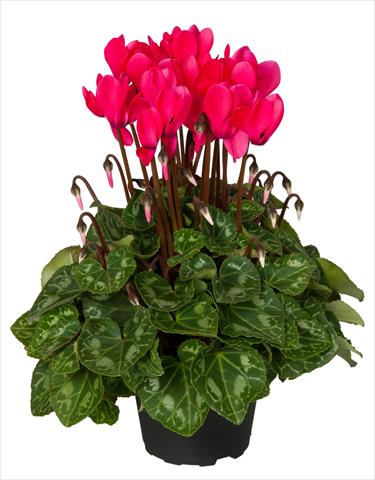 photo of flower to be used as: Basket / Pot Cyclamen persicum Super Serie® Mini Winter™ F1 Deep Neon Pink