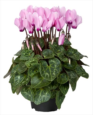photo of flower to be used as: Basket / Pot Cyclamen persicum Super Serie® Mini Winter™ F1 Pink with Eye