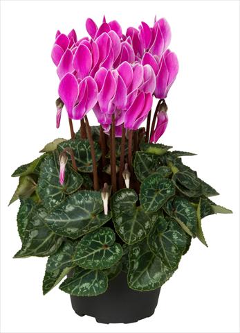 photo of flower to be used as: Basket / Pot Cyclamen persicum Super Serie® Verano® F1 Violet Flamed