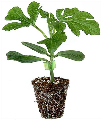 photo of flower to be used as: Bedding / border plant Citrullus lanatus (anguria) Anguria 5571