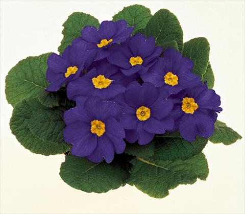 photo of flower to be used as: Pot and bedding Primula acaulis, veris, vulgaris Danova Blue