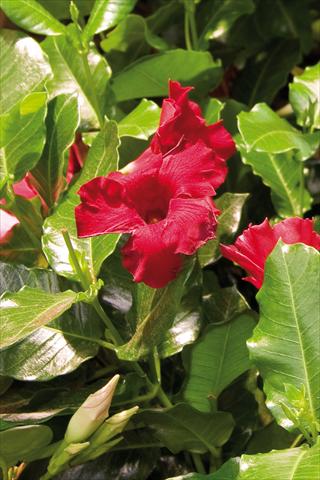 photo of flower to be used as: Patio, pot Dipladenia (Mandevilla) Diamantina Colibri Red Velvet