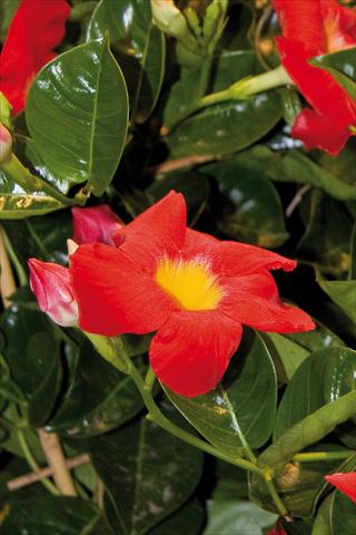photo of flower to be used as: Patio, pot Dipladenia (Mandevilla) Diamantina Robin Red with Yellow eye 502