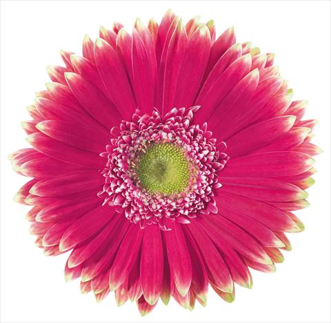 photo of flower to be used as: Cutflower Gerbera jamesonii Morelia