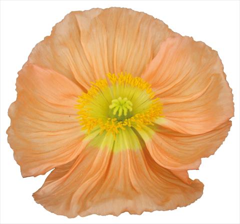 photo of flower to be used as:   Papaver nudicaule Colibrì Rosa chiaro pastello