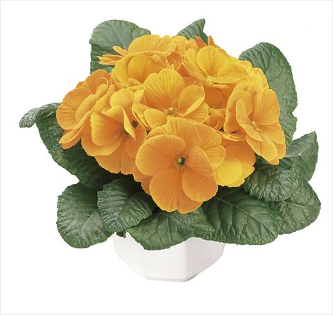 photo of flower to be used as: Pot and bedding Primula acaulis, veris, vulgaris Danova Orange Yellow