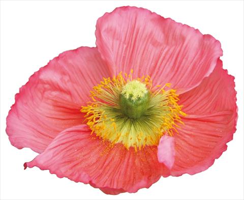 photo of flower to be used as:   Papaver nudicaule Colibrì Rosa intenso salmonato