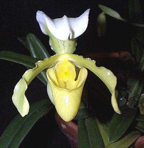 photo of flower to be used as: Pot Paphiopedilum Paphiopedilum hybrido