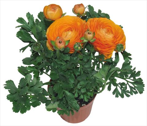photo of flower to be used as: Pot and bedding Ranunculus asiaticus Millepetali® Arancio