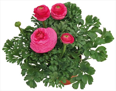 photo of flower to be used as: Pot and bedding Ranunculus asiaticus Millepetali® Rosa