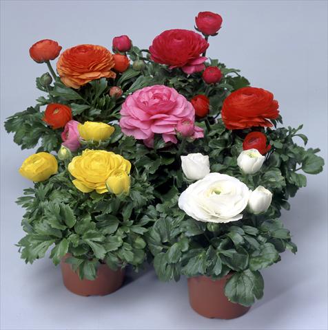 photo of flower to be used as: Pot and bedding Ranunculus asiaticus Magic Mix