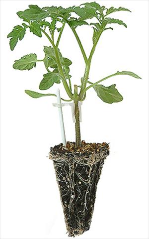 photo of flower to be used as: Pot, bedding, patio Solanum lycopersicum (pomodoro) Pomodoro 1736