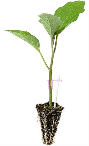 photo of flower to be used as: Pot, bedding, patio Solanum melongena (melanzana) Melanzana 1718