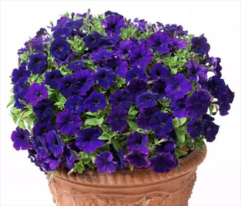 photo of flower to be used as: Pot, bedding, patio, basket Petunia multiflora Baby Gioconda Blue