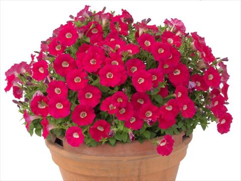 photo of flower to be used as: Pot, bedding, patio, basket Petunia multiflora Baby Gioconda Deep Rose