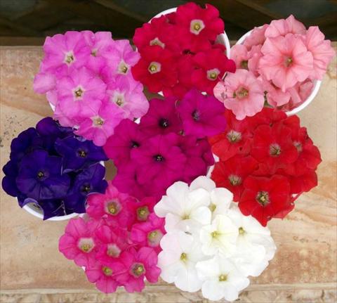 photo of flower to be used as: Pot, bedding, patio, basket Petunia multiflora Baby Gioconda Mixed