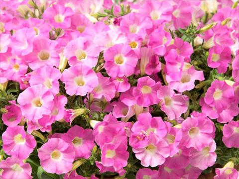photo of flower to be used as: Pot, bedding, patio, basket Petunia multiflora Baby Gioconda Pale Rose