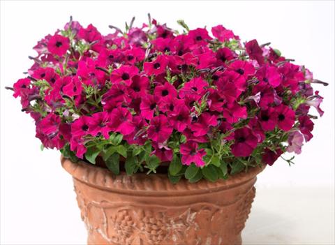 photo of flower to be used as: Pot, bedding, patio, basket Petunia multiflora Baby Gioconda Purple