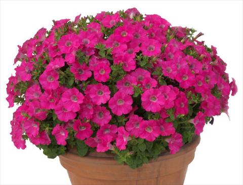 photo of flower to be used as: Pot, bedding, patio, basket Petunia multiflora Baby Gioconda Rose