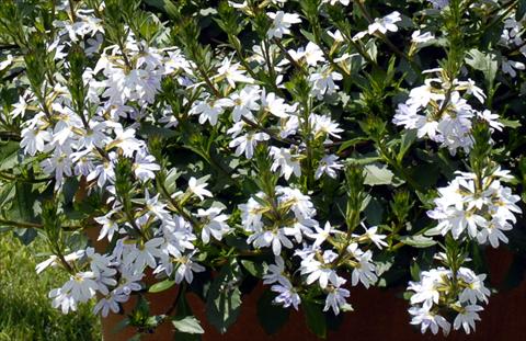 photo of flower to be used as: Bedding pot or basket Scaevola aemula White Fan