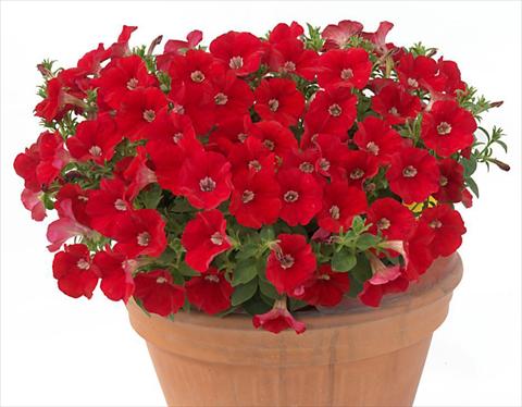 photo of flower to be used as: Pot, bedding, patio, basket Petunia multiflora Baby Gioconda Scarlet