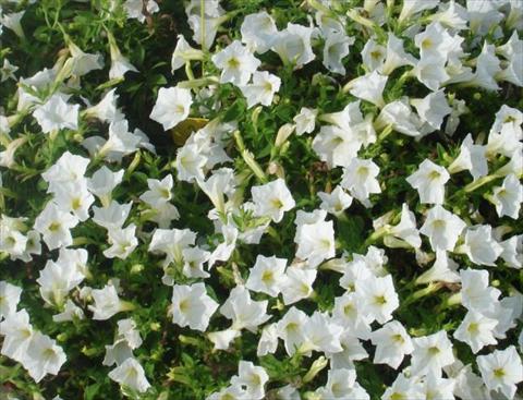 photo of flower to be used as: Pot, bedding, patio, basket Petunia multiflora Baby Gioconda White