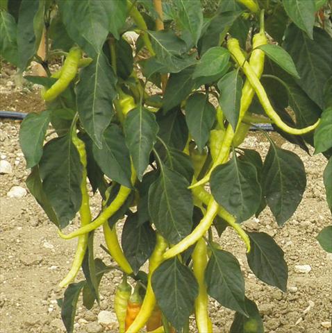 photo of flower to be used as: Pot and bedding Capsicum annuum Milder Spiral