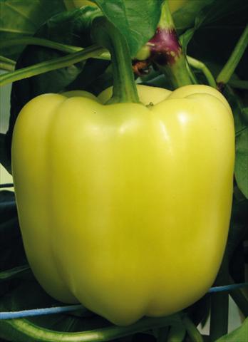 photo of flower to be used as: Pot and bedding Capsicum annuum Salana F1