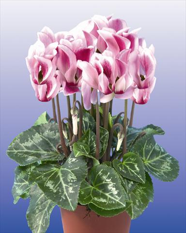 photo of flower to be used as: Pot and bedding Cyclamen persicum mini Super Serie Compact Spotted