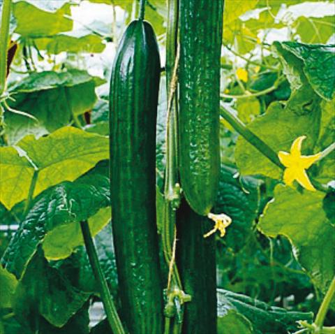 photo of flower to be used as: Bedding / border plant Cucumis sativus (cetriolo) Super Olandese F1