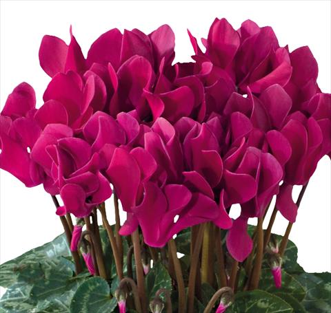 photo of flower to be used as: Pot and bedding Cyclamen persicum midi Tianis® F1 Magenta