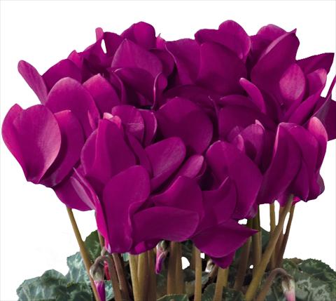 photo of flower to be used as: Pot and bedding Cyclamen persicum midi Tianis® F1 Violet Foncé