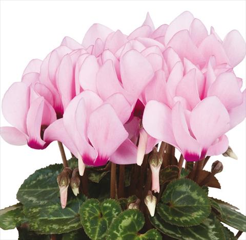 photo of flower to be used as: Pot Cyclamen persicum mini Super Serie®s Compact F1 Pink with eye