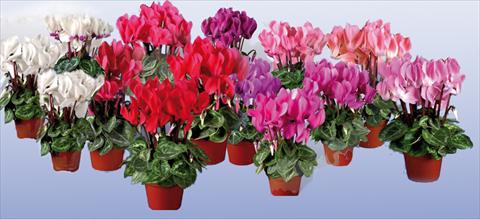 photo of flower to be used as: Pot Cyclamen persicum mini Super Serie®s Micro F1