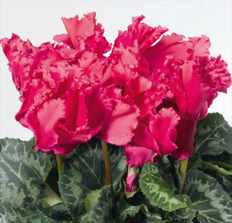 photo of flower to be used as: Basket / Pot Cyclamen persicum Friller® Wine