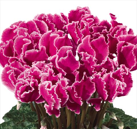 photo of flower to be used as: Basket / Pot Cyclamen persicum Halios® F1 Curly® Magenta Lisere