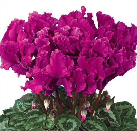 photo of flower to be used as: Basket / Pot Cyclamen persicum Halios® F1 Curly® Violet Foncé