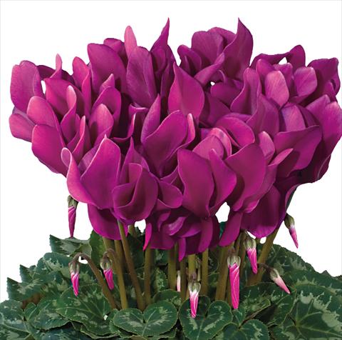 photo of flower to be used as: Basket / Pot Cyclamen persicum Latinia® F1 Violet