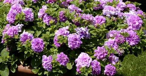photo of flower to be used as: Basket / Pot Petunia pendula Surfinia® Double Lilac