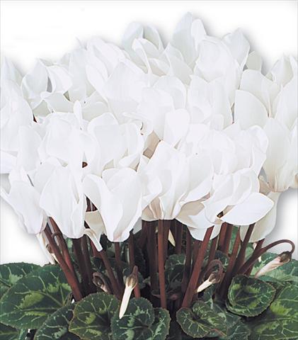 photo of flower to be used as: Basket / Pot Cyclamen persicum Premium F1 Blanc Pur Compact