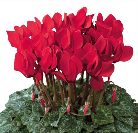 photo of flower to be used as: Basket / Pot Cyclamen persicum Premium F1 Rouge Vif evolution exp