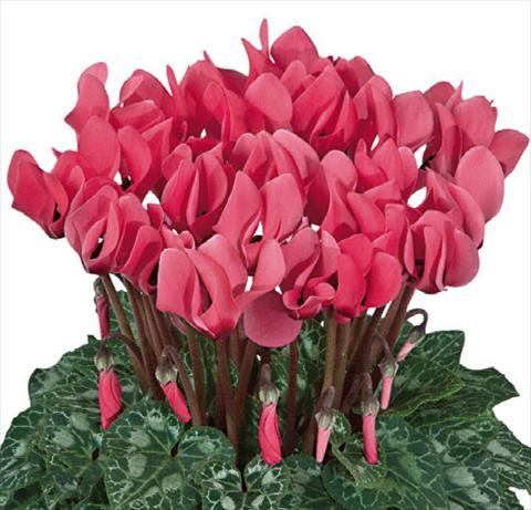 photo of flower to be used as: Basket / Pot Cyclamen persicum Premium F1 Saumon a oeil evolution