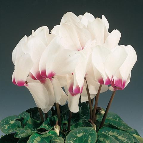 photo of flower to be used as: Basket / Pot Cyclamen persicum Rainier™ F1 White with eye