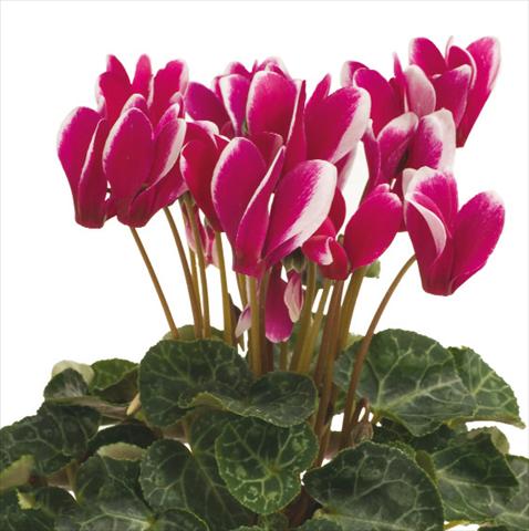 photo of flower to be used as: Basket / Pot Cyclamen persicum Snowridge F1 Purple