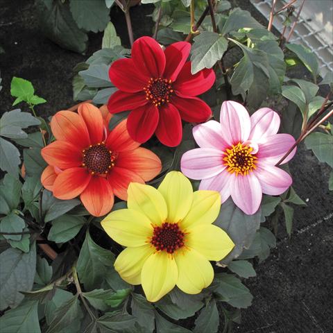 photo of flower to be used as: Pot and bedding Dahlia Patio foglia scura