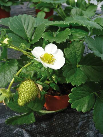 photo of flower to be used as: Pot, bedding, patio Fragaria F1 Ambra a fiore bianco