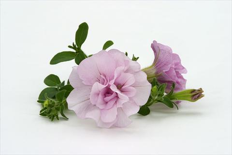 photo of flower to be used as: Basket / Pot Petunia pendula Surfinia® Double Pink