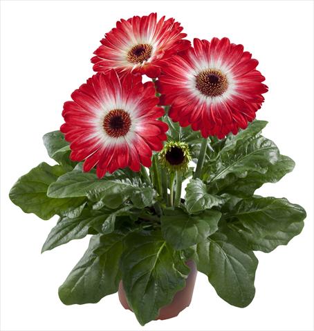 photo of flower to be used as: Pot Gerbera jamesonii Flori Line® Eyecatcher Red